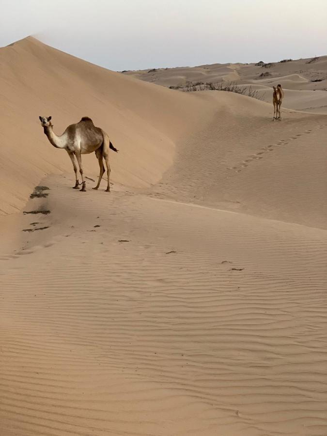 Golden Palm Oasis Hotell Fulayj al Masha'ikh Eksteriør bilde