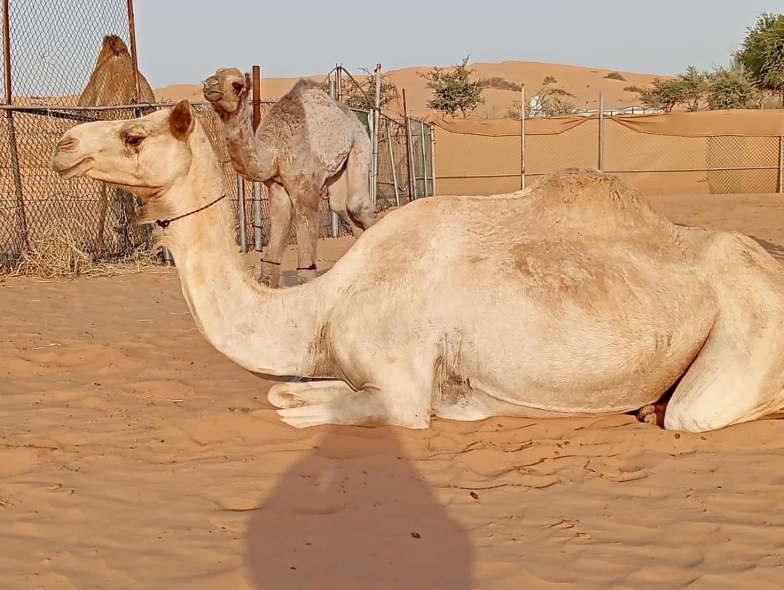 Golden Palm Oasis Hotell Fulayj al Masha'ikh Eksteriør bilde