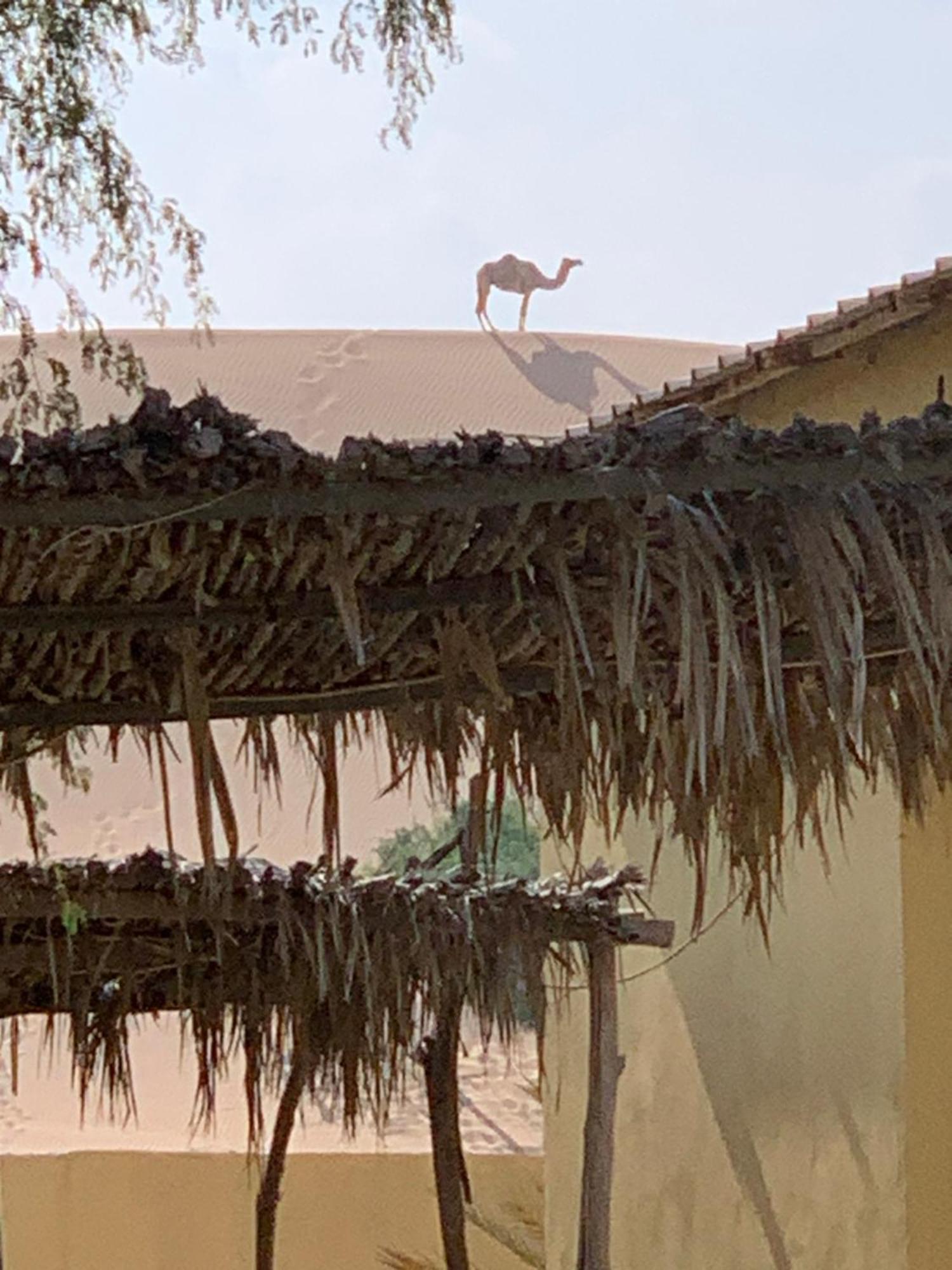 Golden Palm Oasis Hotell Fulayj al Masha'ikh Eksteriør bilde